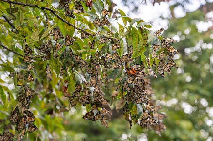 A dense cluster of Monarch butterflies is perched on the leaves of a tree branch, surrounded by lush green foliage.