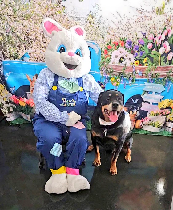 The Easter Bunny with their arm around a smiling rottweiler in front of a Spring flowers backdrop.