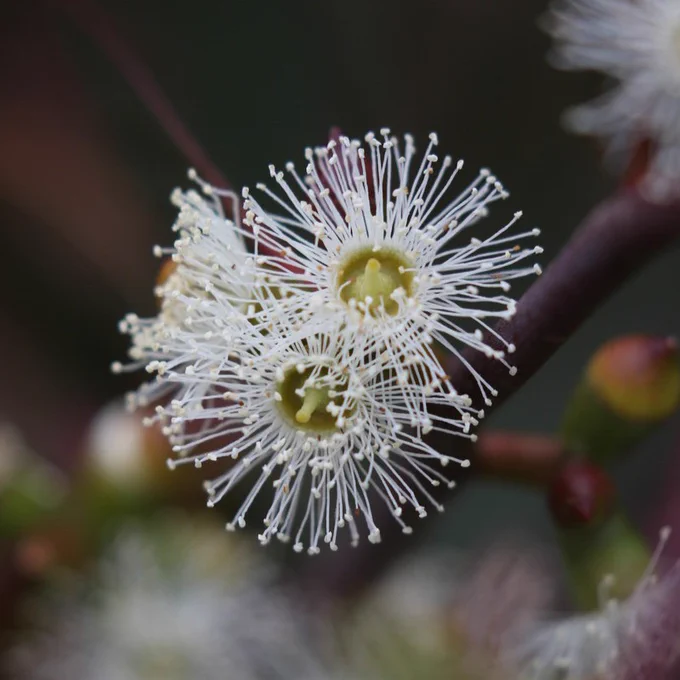 Close-up of flowering Long-leaved Box buds with delicate, white, spiky blooms and green centers against a blurred background.