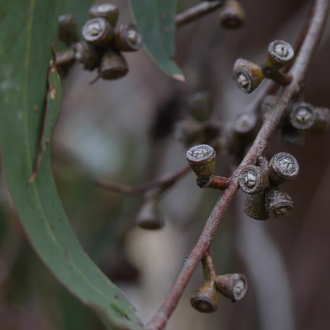 Close-up of Eucalyptus tree branches with clusters of small, rounded gum nuts and elongated leaves. The background is out of focus, highlighting the details of the gum nuts and leaves in the foreground.