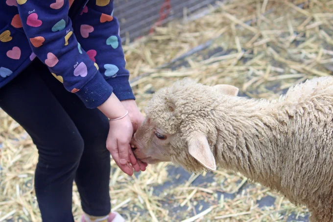 Image of a child feeding and petting a young lamb in a farm setting.