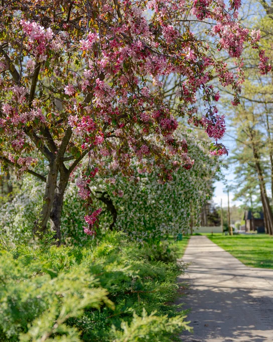 A scenic pathway flanked by lush green shrubs and a tree with vibrant pink blossoms. In the background, other trees and a clear blue sky enhance the tranquil setting.