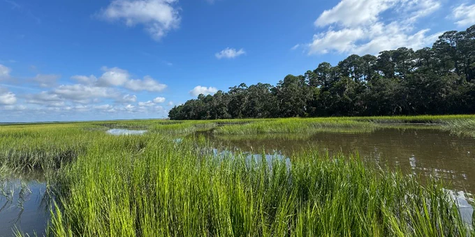 a marsh with grass and trees in the background with blue sky
