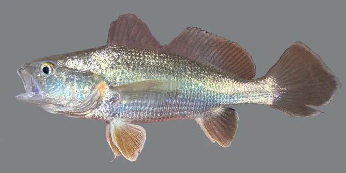 a silvery fish against a grey background