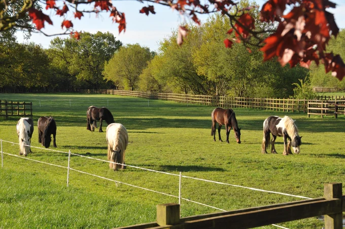 A group of horses are grazing in a field together.