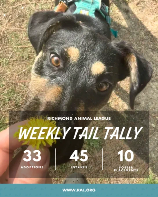 Black-and-tan dog sniffing a dandelion; overlay says "Richmond Animal League weekly tally: 33 adoptions, 45 intakes, 10 foster placements"