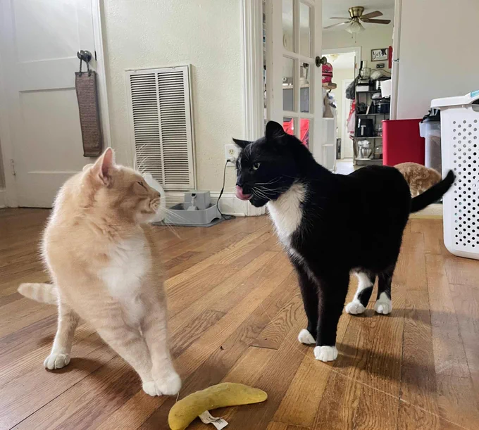 A black cat licks his lips while an orange cat leans backward to distance himself.