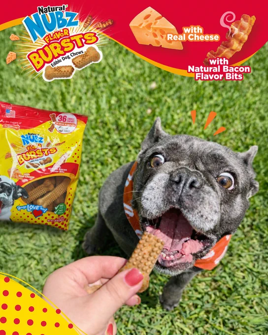 A dog eagerly bites a Natural Nubz Flavor Bursts dog chew held by a person. The packaging, showing the product with real cheese and natural bacon flavor bits, is visible. The scene is set on grass, and the dog wears a bandana.