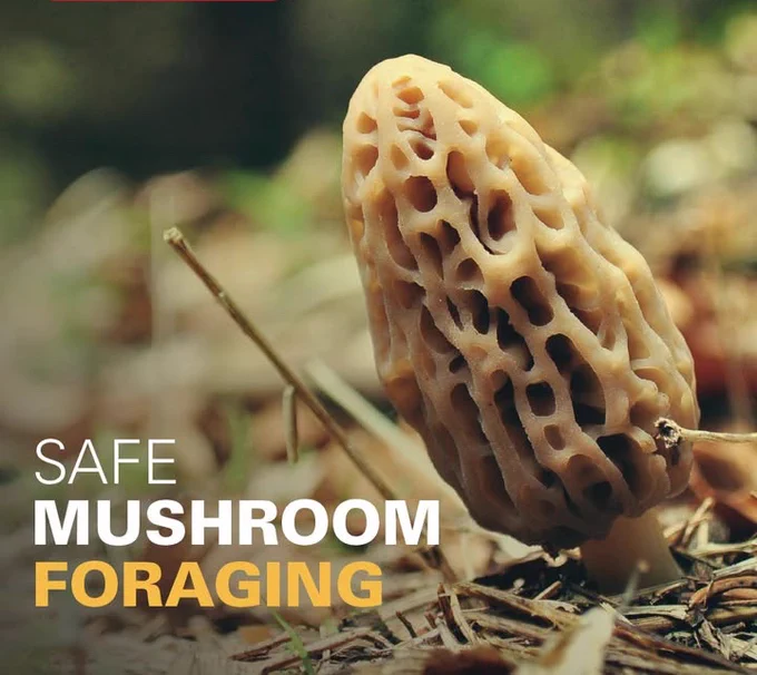 Promotional image for Iowa State University Extension and Outreach's Safe Mushroom Foraging Guide.