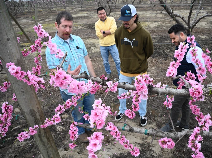 A group of four people stands in an orchard, surrounded by blooming pink flowers on tree branches. One person gestures while the others listen attentively. The individuals are dressed casually. It's an outdoor setting with bare earth visible between the rows of flowering trees.
