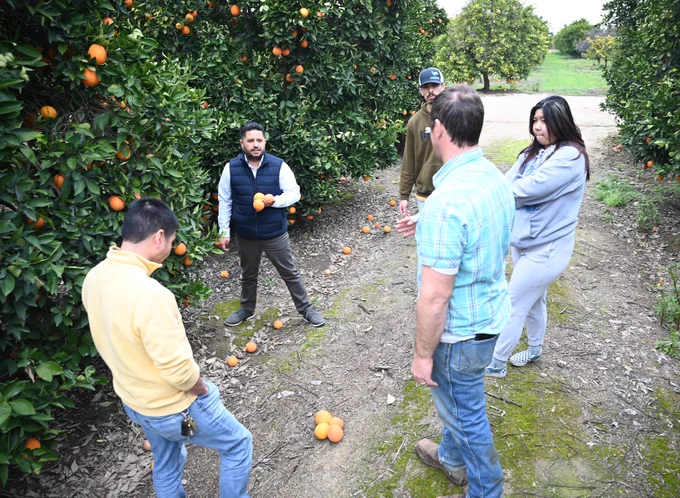 A group of people stand in an orange orchard, surrounded by trees laden with fruit. One person holds an orange while others listen attentively. They are situated on a dirt path between the trees. The scene conveys a discussion or tour in an agricultural setting.