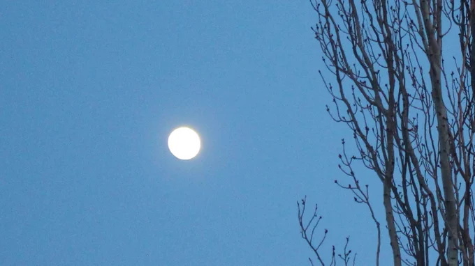 Waxing gibbous moon and poplar branches in bud.
