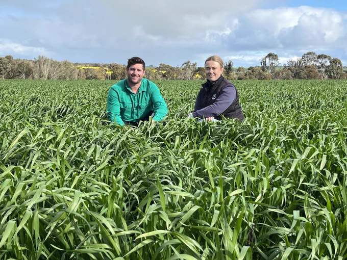 Kyal Wellstead from near Kojunup WA shows InterGrain WA (South) Territory Manager Georgia Trainor some IGW8247 sown on 25 April 2025 at 40kg/ha. Photo taken on 25 July 2025. 