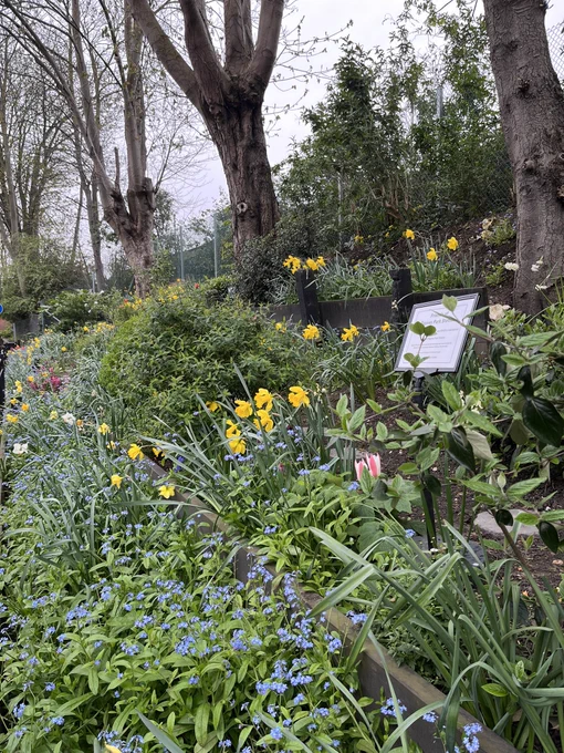 Blue, pink and yellow blooms on Raynes Park embankment