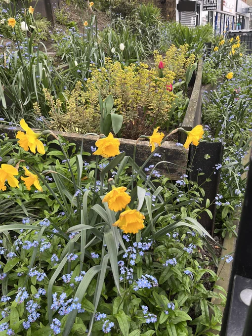 Spring planting by Friends of Raynes Park Station