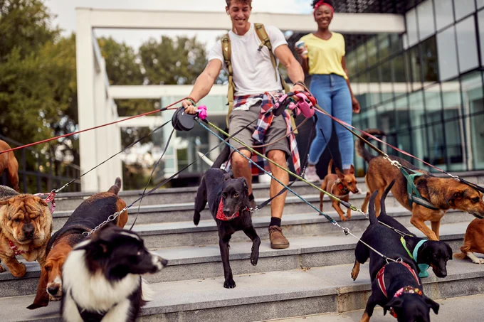 Two people walking multiple dogs of various breeds down outdoor steps near a modern building.