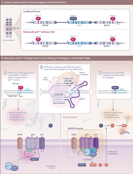An illustrated diagram of the NCF1 locus and generation of PM359.