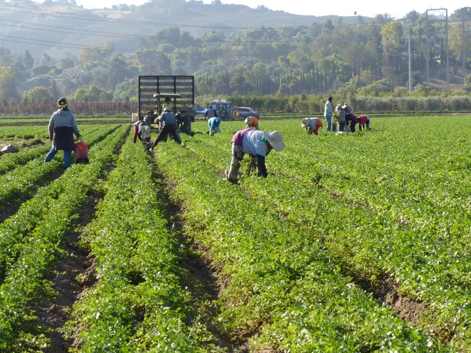 Workers harvesting crops in a lush, green field with a truck in the background. The scene is set against a backdrop of hills and trees under a clear sky.
