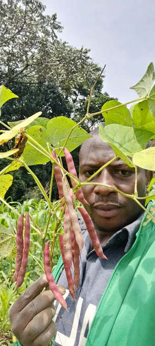 Intercropping systems
