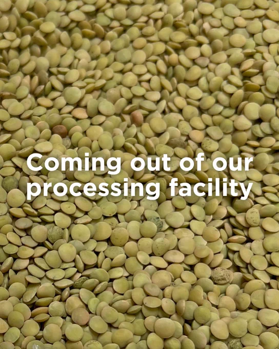 A close-up view of a large quantity of green lentils with the text "Coming out of our processing facility" overlaid on the image.