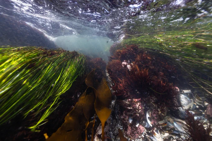 An underwater scene shows seaweed in the waves. Image credit: Ian Segebarth/Jennifer Adler