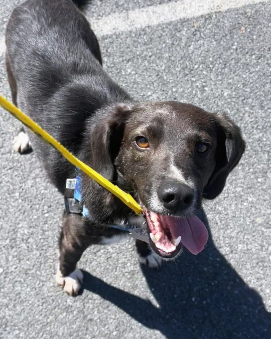Black rescued dog with white paws named Roger on a leash standing on asphalt in bright sunlight is available for adoption through Lost Dog & Cat Rescue Foundation.