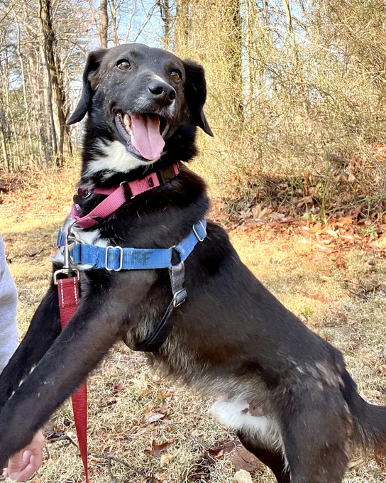 Black rescued dog with white chest named Roger wearing blue harness and pink collar, happily outdoors on a sunny day is available for adoption through Lost Dog & Cat Rescue Foundation.