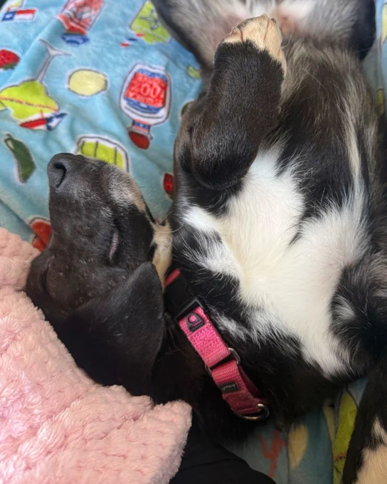 Black rescued dog with white chest named Roger sleeping on its back with a pink collar, resting on a colorful blanket with cartoon designs is available for adoption through Lost Dog & Cat Rescue Foundation.