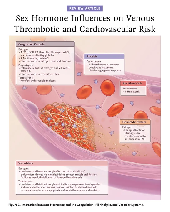 Review Article
Sex Hormone Influences on Venous Thrombotic and Cardiovascular Risk
Figure 1. Interaction between Hormones and the Coagulation, Fibrinolytic, and Vascular Systems.