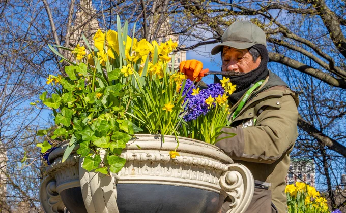 A Central Park Conservancy gardener tends to spring flowers in decorative urns.