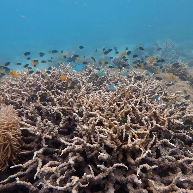 A vibrant underwater scene featuring a diverse array of small fish swimming among branching corals in clear blue water.