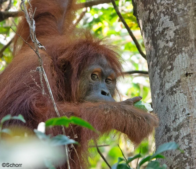 Ein Orang-Utan hängt in einer Baumkrone, isst eine Frucht und schaut in die Kamera.
