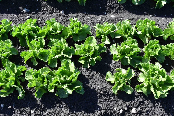 A row of small lettuce plants. 