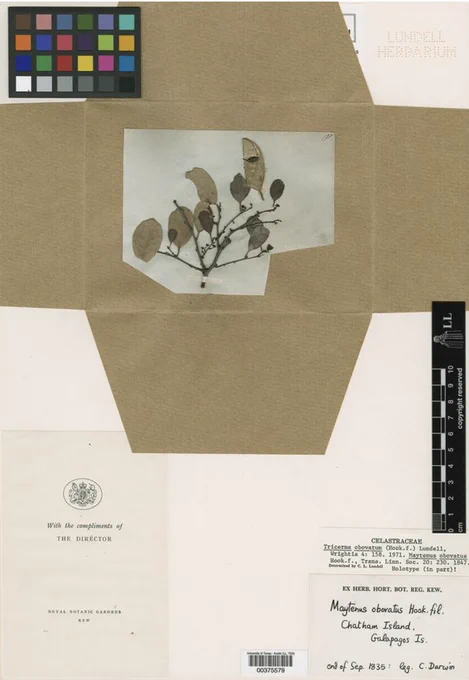 A sample collected by Charles Darwin inside the UT Tower's herbarium.