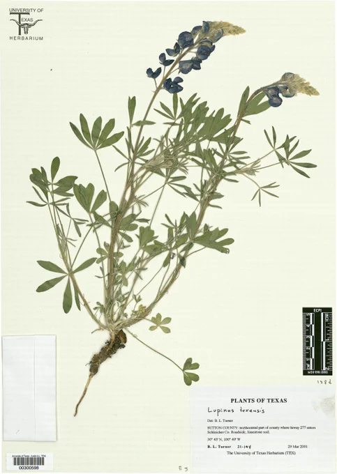 A blue bonnet plant inside the UT Tower's herbarium.