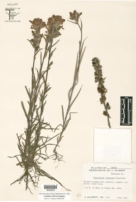 A indian painbrush sample inside the UT Tower's herbarium.