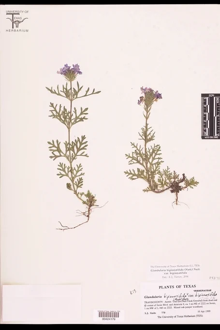 A prairie verband sample inside the UT Tower's herbarium.