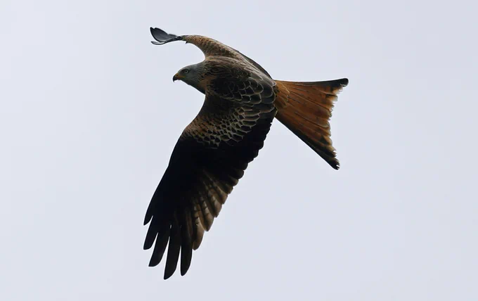 Red Kite Watercress Farm, Nailsea 14th April 2026