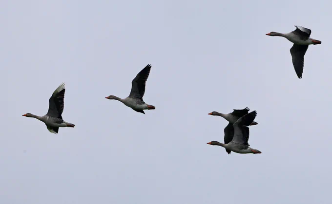 Greylag Geese Watercress Farm, Nailsea, North Somerset 14th April 2026