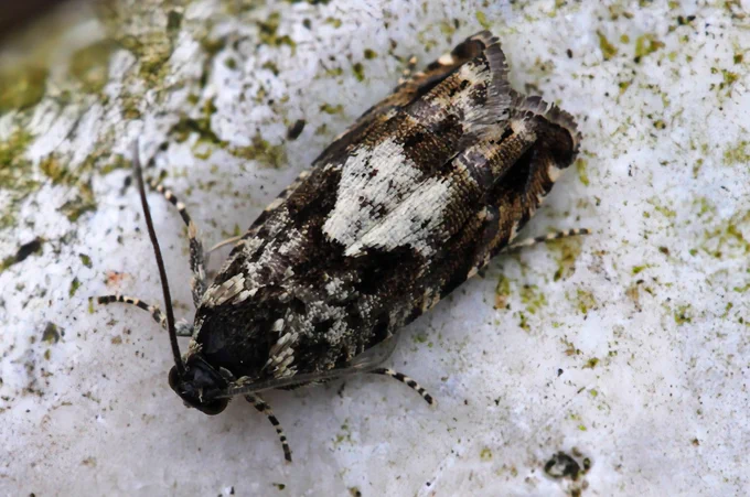 Oak Gall Moth Pammene argyrana Watercress Farm, Nailsea 14th April 2026