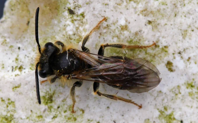 Hawthorn Mining Bee Andrena chrysosceles Watercress Farm, Nailsea 14th April 2026