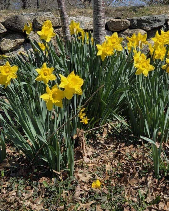 Bright yellow daffodils in full bloom grow in a garden bed at Buttonwood Park on a sunny day.