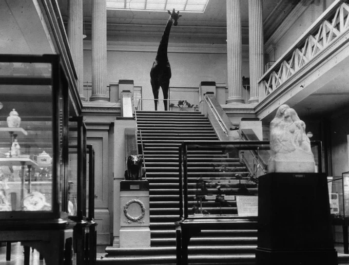 The grand staircase in the main gallery at Leicester Museum in 1936, with George the Giraffe at the top of the stairs