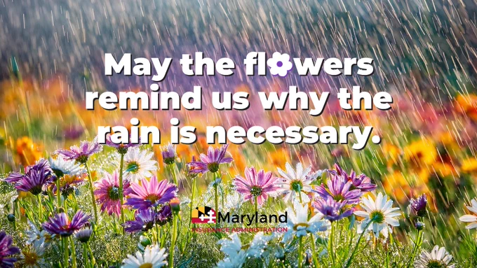 Colorful flowers in a field in the rain. 