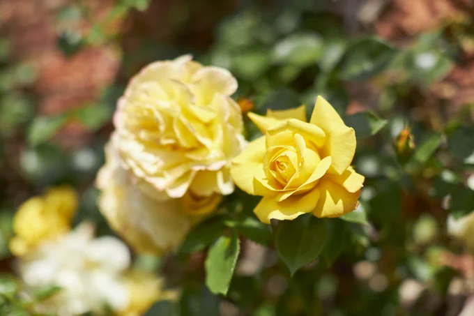 A yellow rose surrounded by other yellow flowers, growing up a wall at Lotherton Hall. The rose is the only element in focus.
