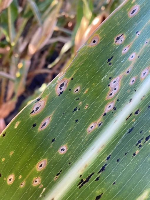 Corn leaf with black fungal growth and dead spots. 