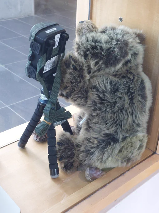 Bear puppet with a trail camera on a tripod