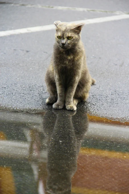 grumpy cat in front of a puddle. 