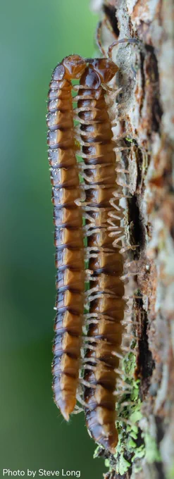 Two brown millipedes are positioned on the rough surface of a tree trunk, one on the other’s back and bodies closely aligned. Green blurred background. 