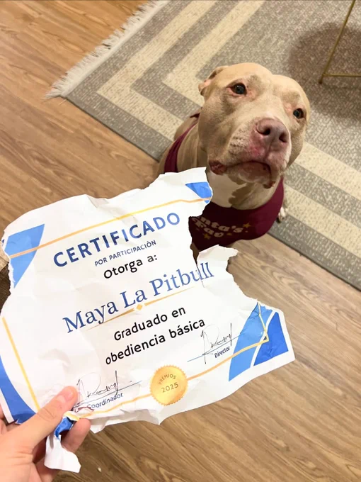a light brown pit bull wearing a maroon shirt sits with her ears pinned back and looks up in our direction. a hand is holding a chewed up certificate in the foreground. the signed certificate is for completion of basic obedience, and it's filled out to Maya la Pitbull. in her obedience class she was taught not to eat homework, but no one said anything about diplomas.